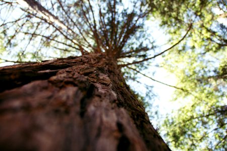 low-angle photography of green tall tree photo