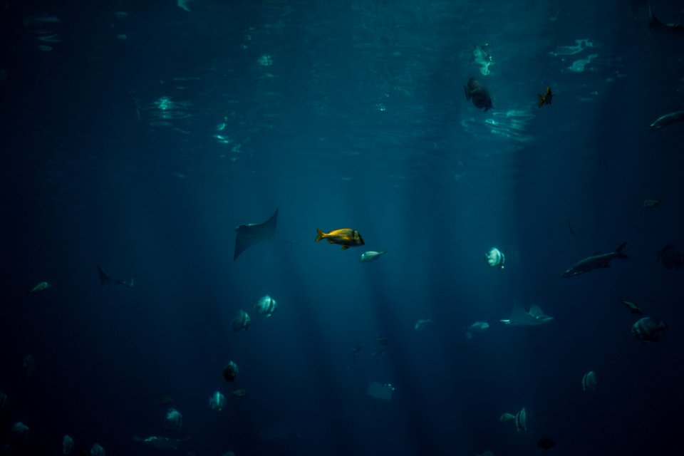 school of fish photo