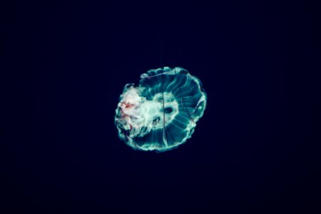 closeup photo of jellyfish
