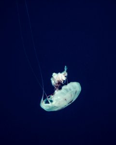 white jellyfish close-up photography