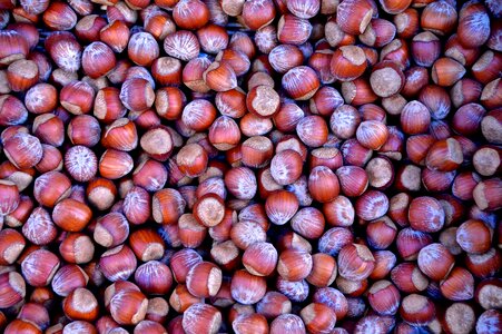 Brown nut nutshells