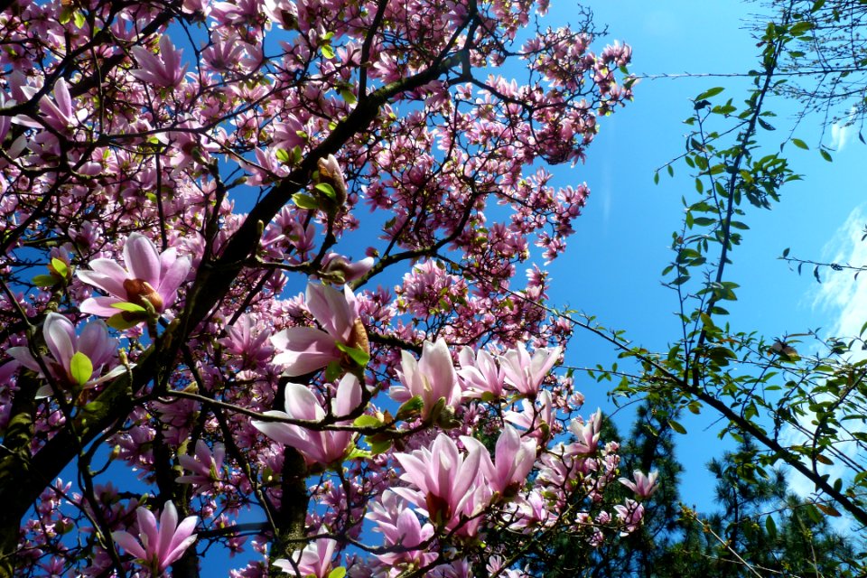 Chamb ry, France, Pink