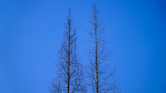 Trees
