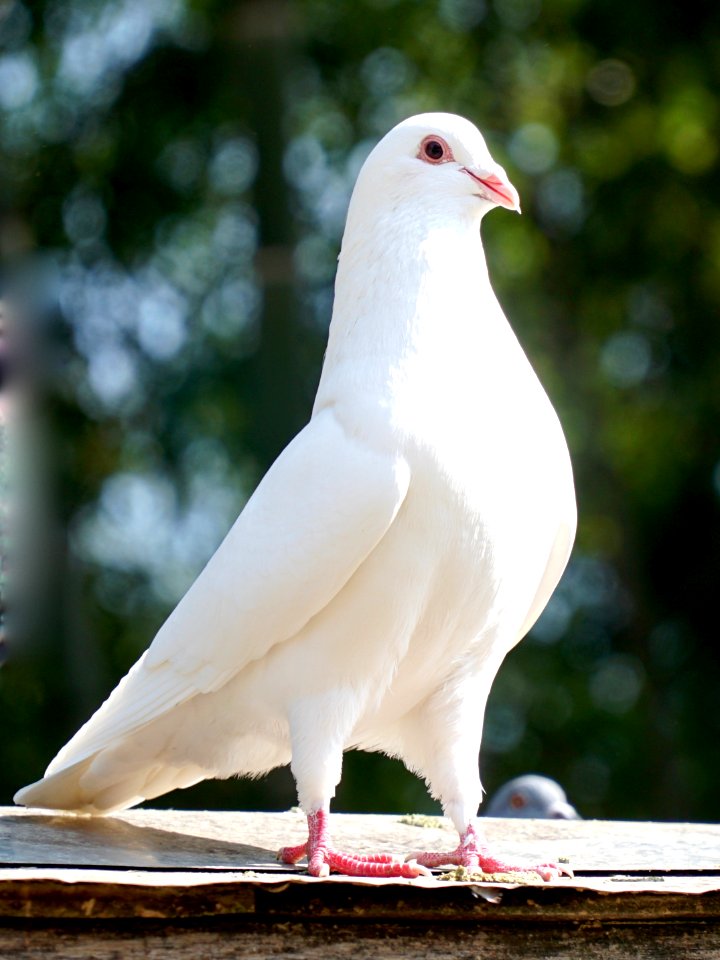 Nanchang, China, Wildlife