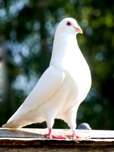 Nanchang, China, Wildlife