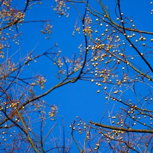Blue, Sky, Tree
