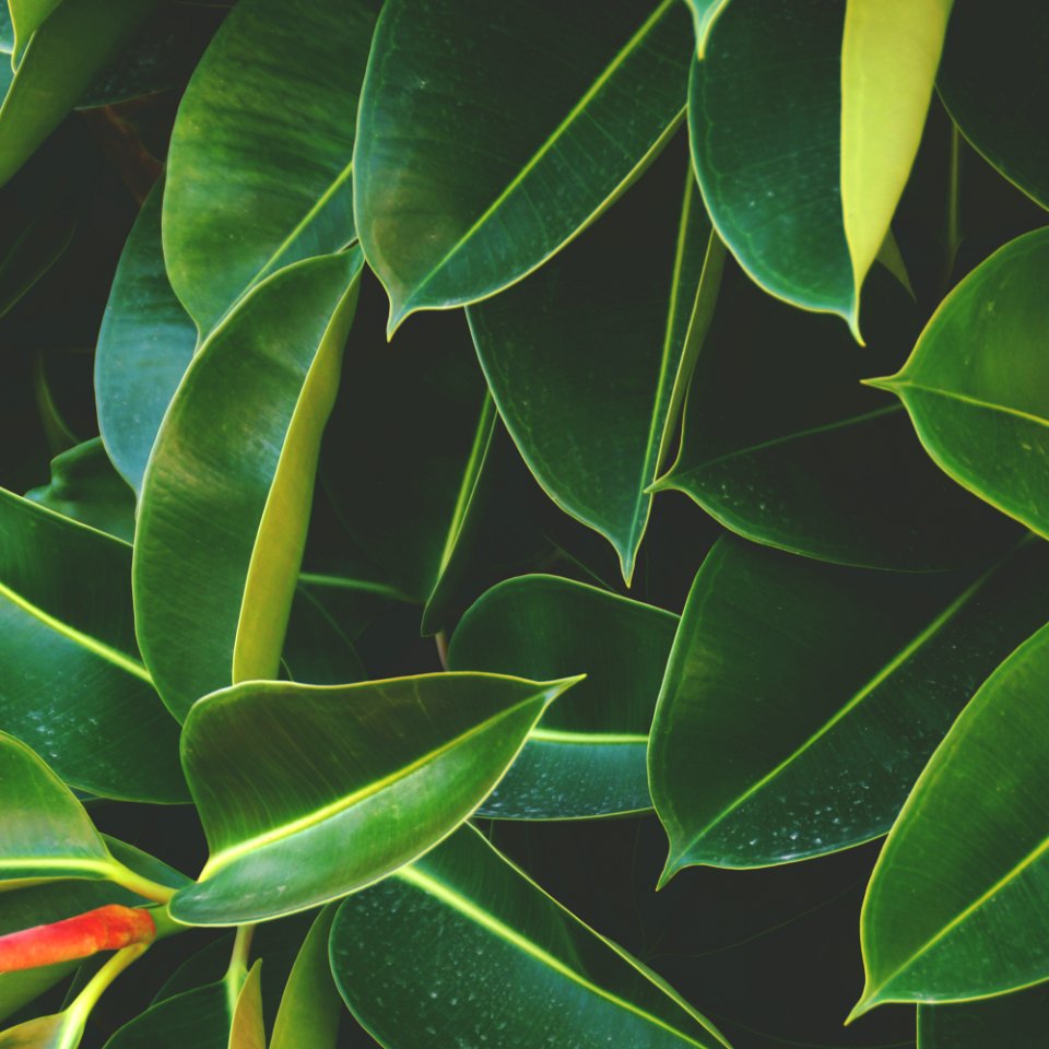 Leaves, Pattern, Big