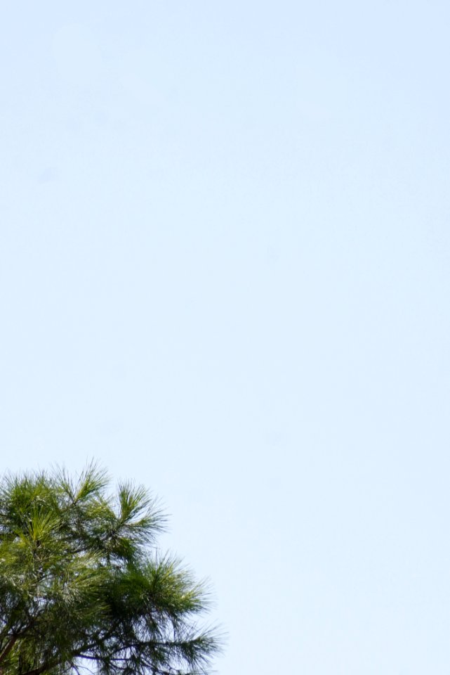 Trees, Sky, Photography
