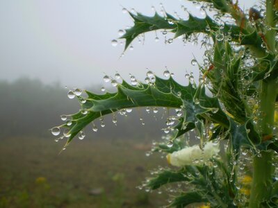 Plants drops autumn