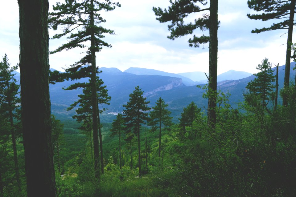 Scape, Forest, Trees