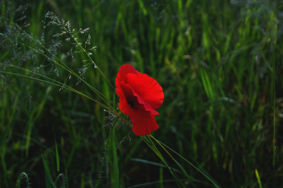 red petaled flower