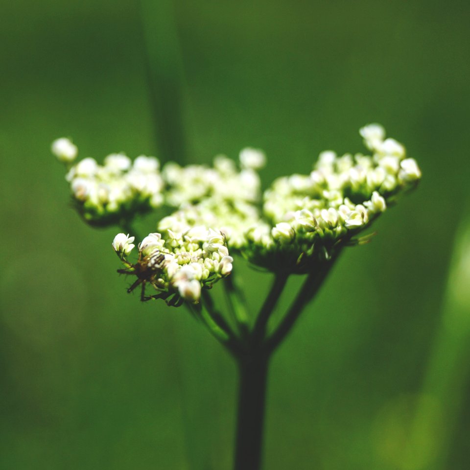 Summer, Green, Bugs