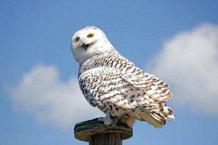 Snowy owl owl bird photo