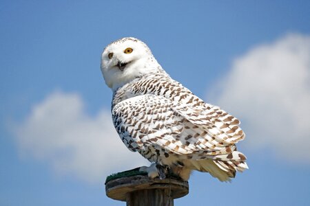 Snowy owl owl bird