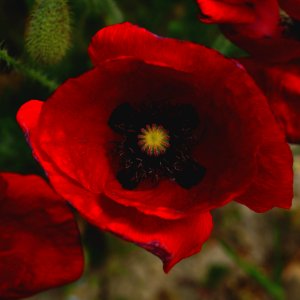 focus photography of common poppy