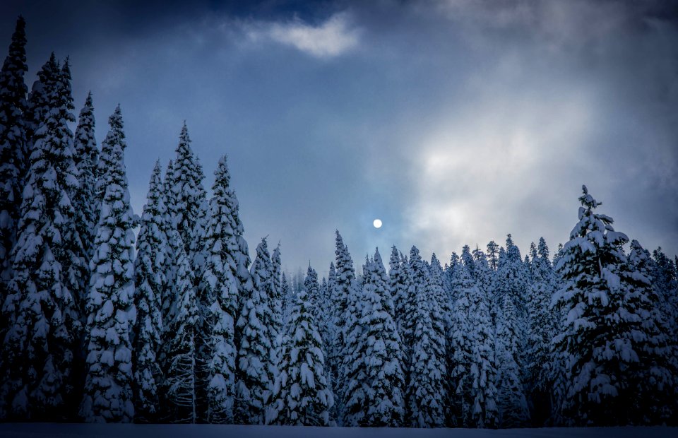 green leafed trees covered by snow under the cloudy sky photo