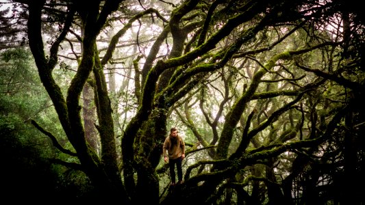 Mount tamalpais, United states, Branches photo