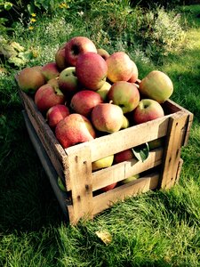 Fruit autumn fruits