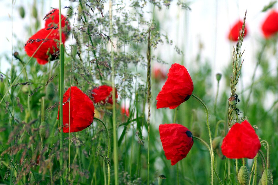 Poppy country nature