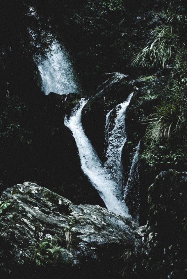 New zeal, Waipori falls, Trees