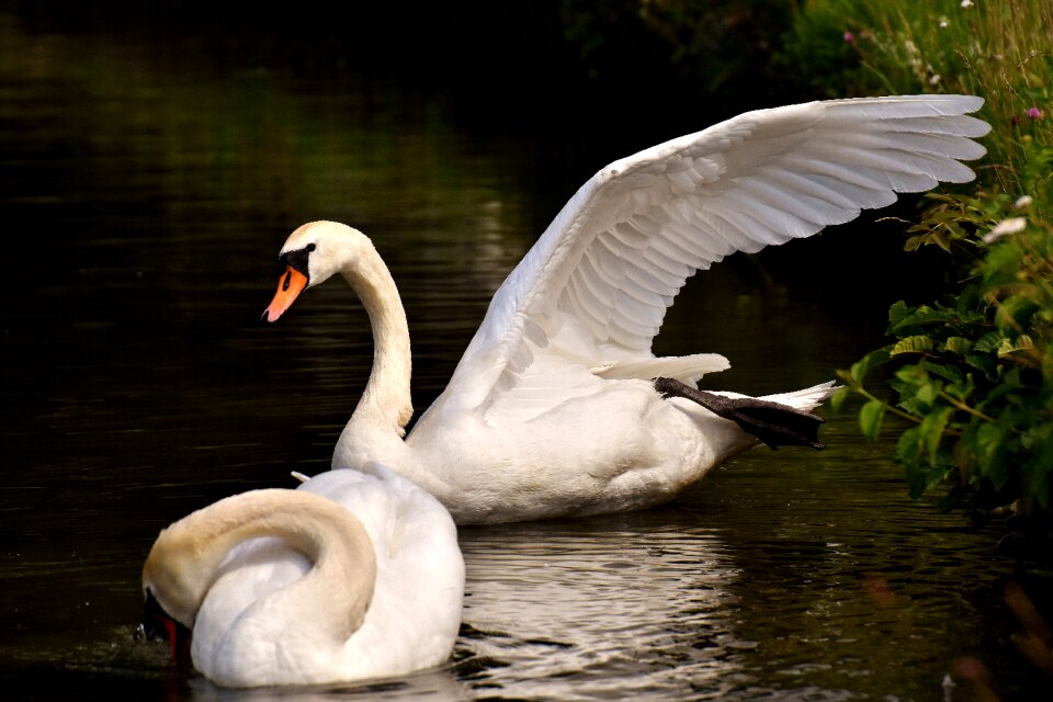 Relaxed animal swans
