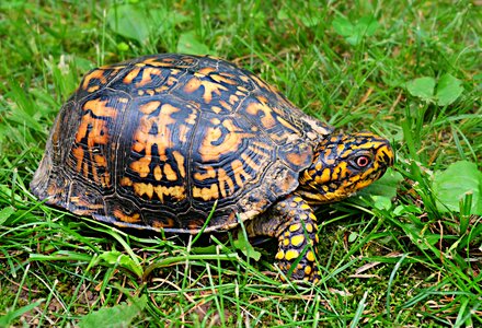 Reptile turtle shell photo