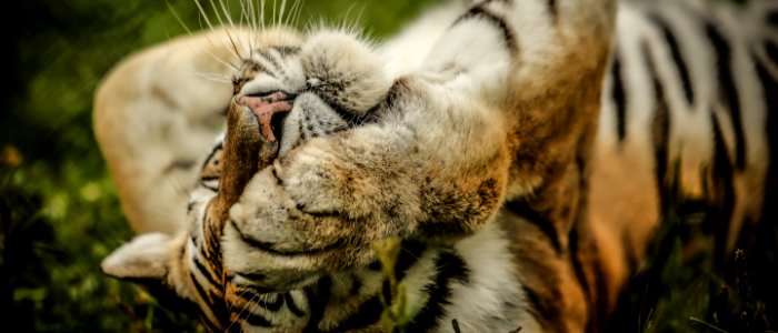 beige, black, and white tiger lying down on grass photo