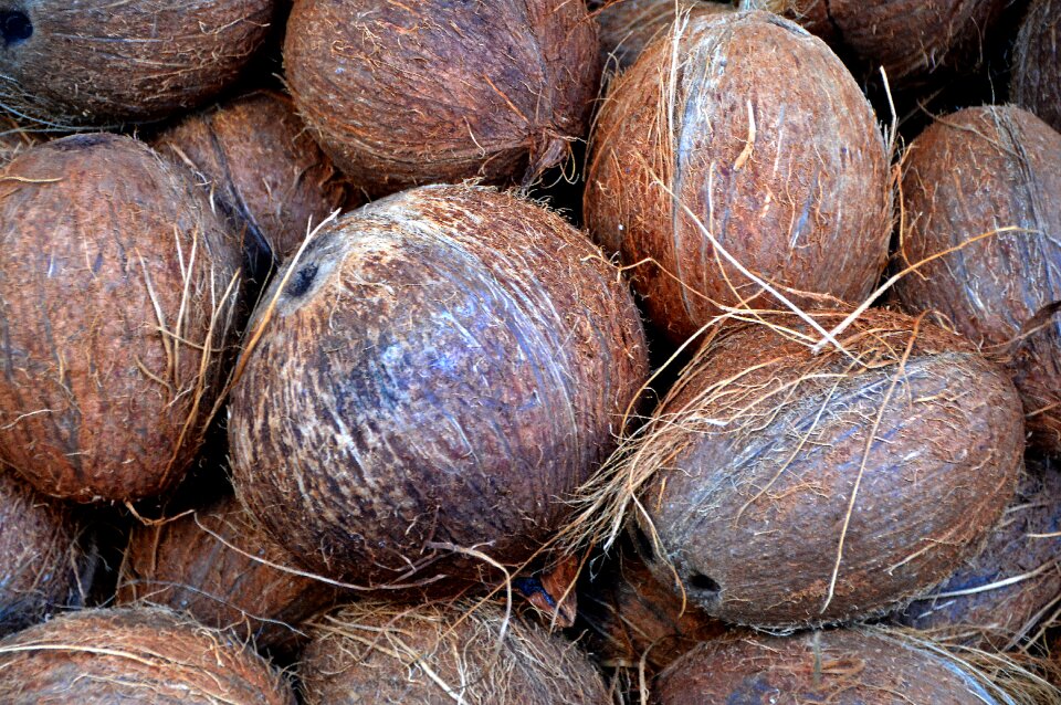 Brown nutrition exotic