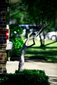 Nature, Trees