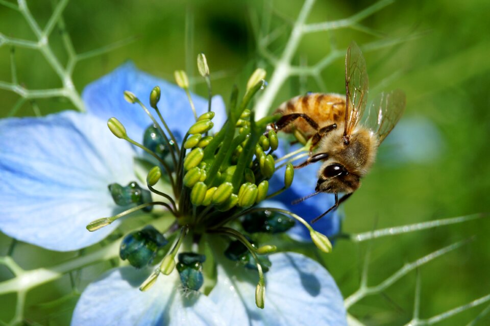 Nature flower honey bee