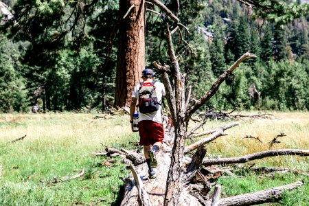 man with backpack walking on fallen tree with trees ahead during daytime photo