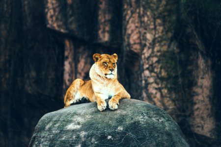 lioness laying on gray rock photo