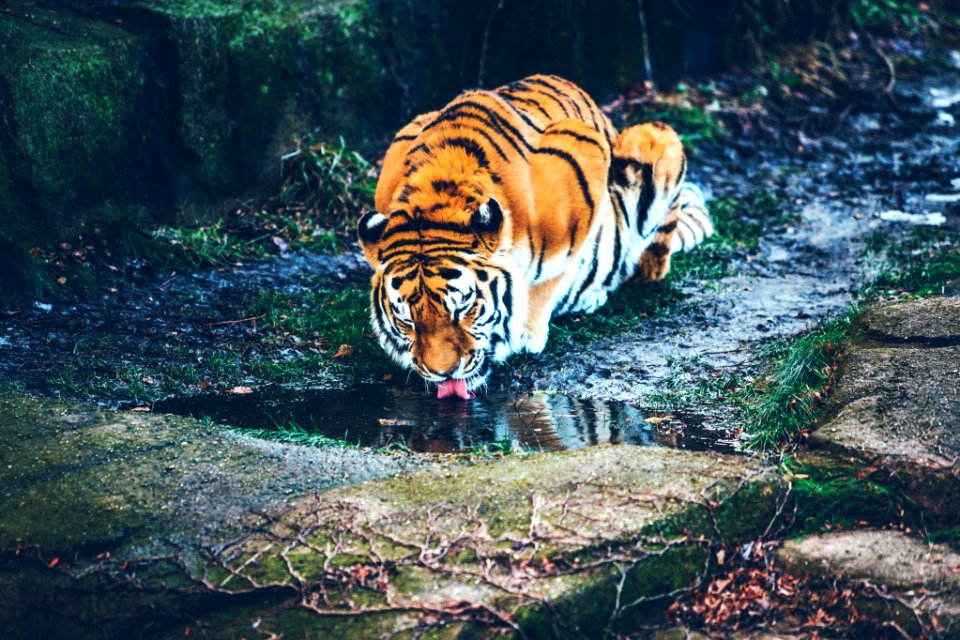 brown tiger drinking water photo