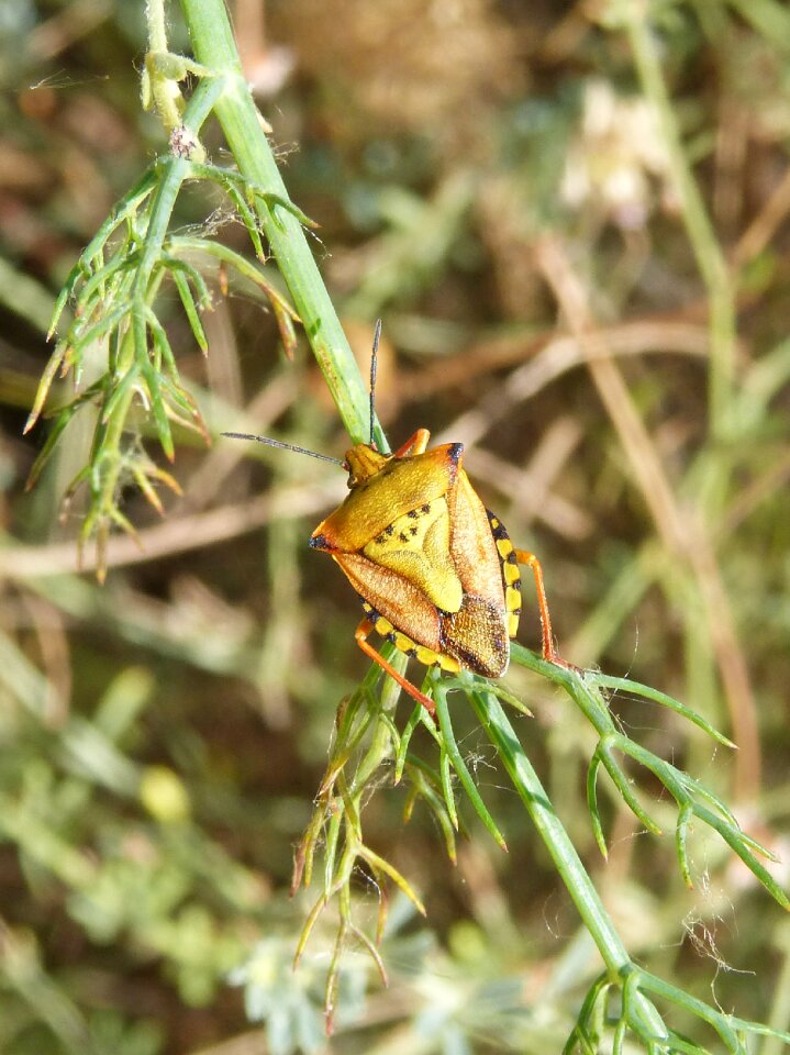 Beetle orange fennel