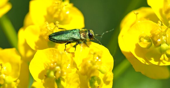 Males environmental protection macro