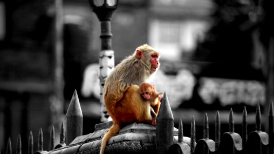 Kathm, Nepal, Animals