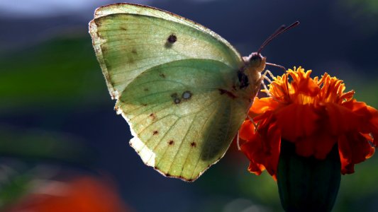 Kathm, Nepal, Butterfly photo