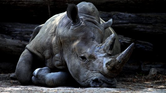 grey rhino lying beside grey cut logs photo