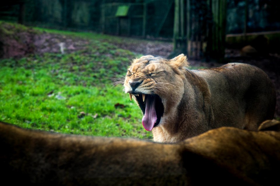 Zoo, Photography, Nature