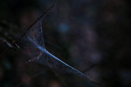 Cobweb photo