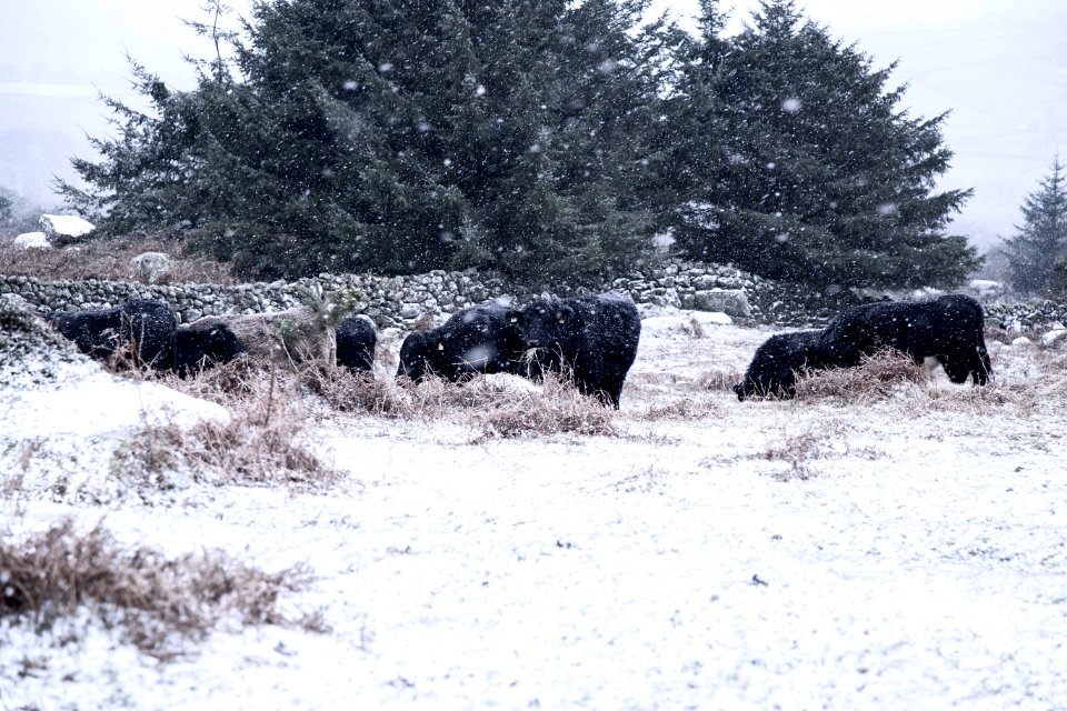 Cattle, Cold, Snow