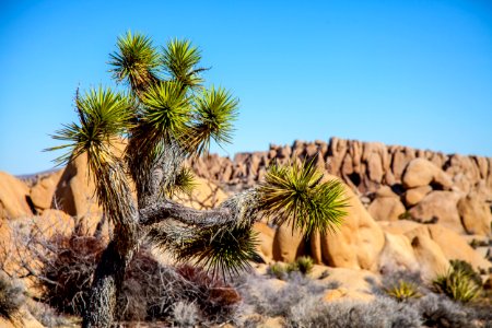 Nature, Joshua tree, United states photo