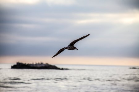 Seagull, Bird, Flying bird photo