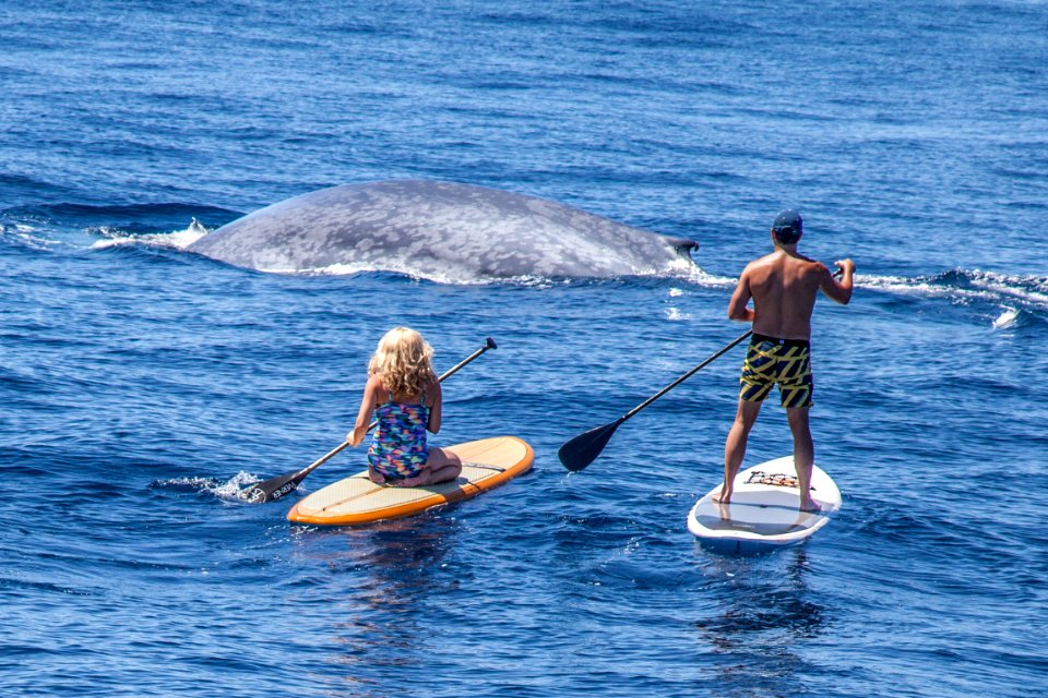 Newport beach, United states, Whale