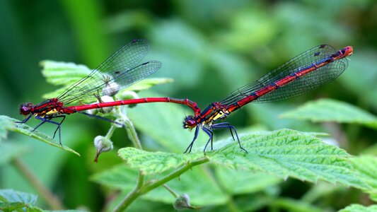 Pyrrhosoma nymphula small dragonfly slender dragonfly photo