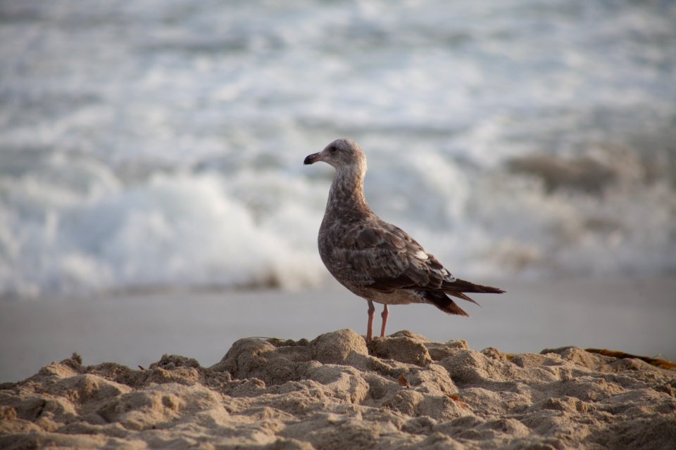 Laguna beach, United states, Ocean