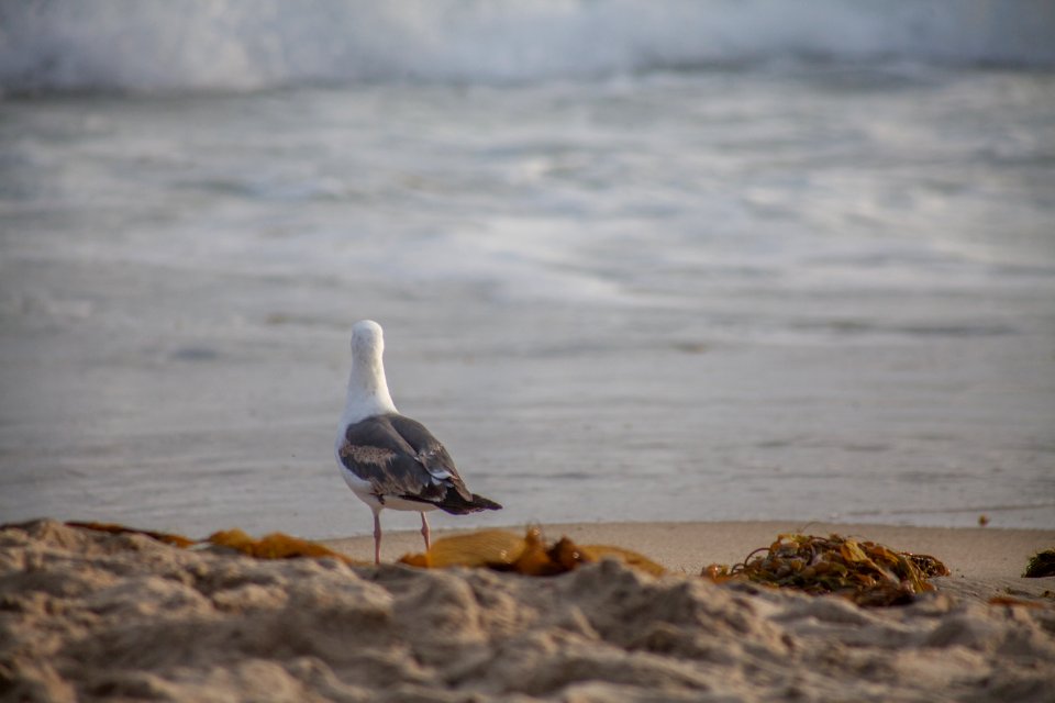 Laguna beach, United states, Beach