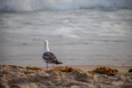 Laguna beach, United states, Beach photo