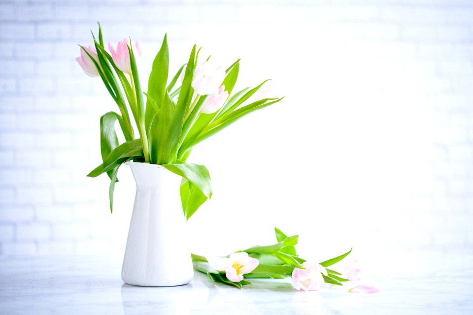 pink tulips on white vase
