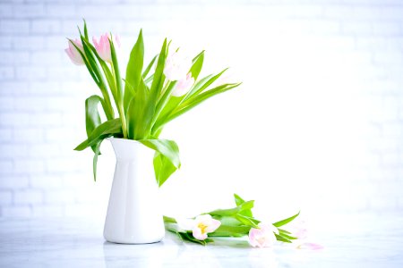 pink tulips on white vase photo